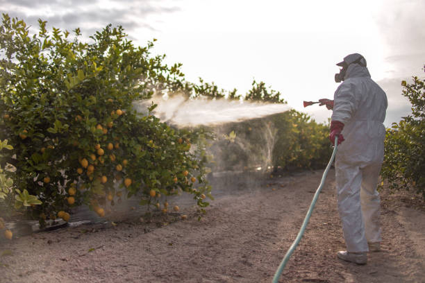 Best Ant Control Services  in Caribou, ME